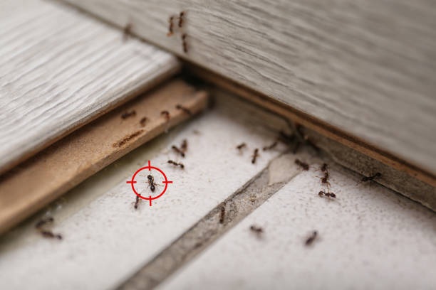 Best Commercial Pest Control Services  in Pinetop Lakeside, AZ