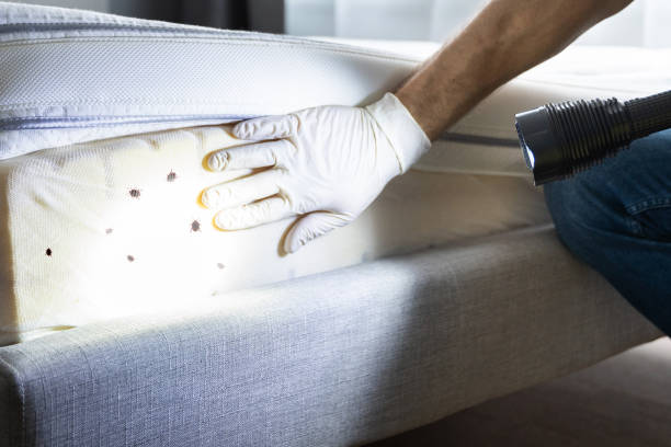 Best Best Pest Control Companies  in Pinetop Lakeside, AZ