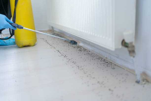 Best Affordable Pest Control Services  in Pinetop Lakeside, AZ